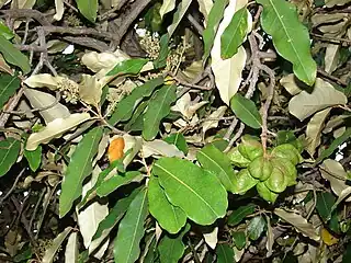 Foliage, flowers and unripe fruit