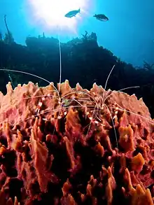 Two Stenopus hispidus (banded cleaner shrimp) on a Xestospongia muta (giant barrel sponge).