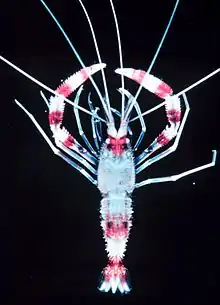 Banded coral shrimp