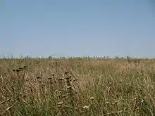 Steppe vegetation in the Burnazului Plain