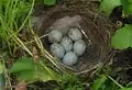 European goldfinch (Carduelis carduelis), large clutch