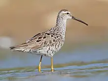 Playero patilargo (Calidris himantopus)