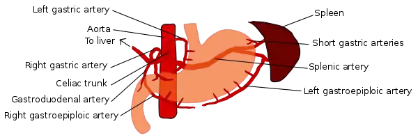 Blood supply to the stomach: left and right gastric artery, left and right gastro-omental artery and short gastric artery.