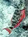 A stoplight parrotfish (Sparisoma viride) at Pickles Reef, March 2008