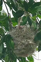 Striped honeyeater in a cup-shaped nest