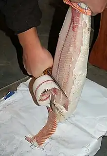 Whittling off stroganina with Yakutian knife.