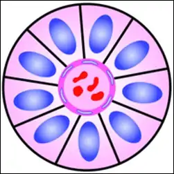 Structure of a perivascular pseudorosette