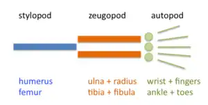 Vertebrate limbs are organized into stylopod, zeugopod, and autopod.