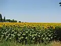 Sunflower crop