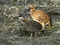 Pair at Kaziranga National Park, Assam, India