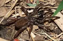 Outside its burrow in Kurrajong, New South Wales