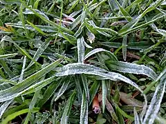 Light frost on grass in Western Sydney, New South Wales, Australia