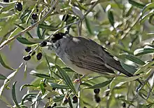 A male blackcap eating a berry from a tree