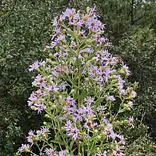 S. elliottii photographed 13 November 2020, Florida, US.