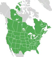 Symphyotrichum lanceolatum distribution map Canada — Alberta, British Columbia, Manitoba, New Brunswick, Newfoundland, Northwest Territories, Nova Scotia, Ontario, Prince Edward Island, Québec, and Saskatchewan; Mexico — Baja California, Chihuahua, and Sonora; US — Alabama, Arizona, Arkansas, California, Colorado, Connecticut, District of Columbia, Florida, Georgia, Idaho, Illinois, Indiana, Iowa, Kansas, Kentucky, Louisiana, Maine, Maryland, Massachusetts, Michigan, Minnesota, Mississippi, Missouri, Montana, Nebraska, Nevada, New Hampshire, New Jersey, New Mexico, New York, North Carolina, North Dakota, Ohio, Oklahoma, Oregon, Pennsylvania, Rhode Island, South Carolina, South Dakota, Tennessee, Texas, Utah, Vermont, Virginia, Washington, West Virginia, Wisconsin, and Wyoming.