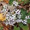 S. cordifolium photographed 13 October 2012, Baltimore Woods Nature Center, Marcellus, New York, US.