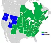 Symphyotrichum novae-angliae range map: Native distribution in green: Canada — Manitoba, New Brunswick, Nova Scotia, Ontario, and Québec; US — Alabama, Arkansas, Colorado, Connecticut, Delaware, District of Columbia, Georgia, Illinois, Indiana, Iowa, Kansas, Kentucky, Maine, Maryland, Massachusetts, Michigan, Minnesota, Mississippi, Missouri, Nebraska, New Hampshire, New Jersey, New Mexico, New York, North Carolina, North Dakota, Ohio, Oklahoma, Pennsylvania, Rhode Island, South Carolina, South Dakota, Tennessee, Virginia, West Virginia, and Wisconsin. Introduced North American distribution in blue: US — Montana, Oregon, Utah, Washington, and Wyoming.