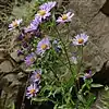 S. subspicatum photograph taken 1 August 2016, Mount Waddington, British Columbia, Canada.