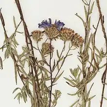 S. turneri: Detail of an image of a specimen of Symphyotrichum turneri (at that time Aster moranensis var. turneri) collected on 5 October 1985 at Súchil, Durango, Mexico.