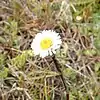 S. vahlii: Photograph of Symphyotrichum vahlii taken 14 January 2019 at East Falkland, Falkland Islands.