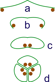 Image 29The evolution of syncarps. a: sporangia borne at tips of leaf b: Leaf curls up to protect sporangia c: leaf curls to form enclosed roll d: grouping of three rolls into a syncarp (from Evolutionary history of plants)