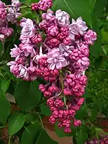 Syringa "Paul Deschanel"