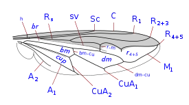 wing veination