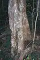 Mature brush cherry at Mount Keira, Illawarra, Australia