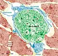 Figure 18. Rat jejunum muscularis mucosa. The photo is a colour-enhanced digital micrograph of a black and white transmission electron microscopy image. A blue telopode of 14.2 µm in the section plane is illustrated around a nerve ending (green) between smooth muscle cells (brown).