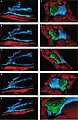 Figure 22. Rat jejunum. A-E. 3-D image reconstruction from 5 serial sections of telocytes (blue) in lamina propria: telopodes branching in a 3-D pattern. Telocyte's nucleus is colored in violet. F-J. Computer-aided volume rendering and different-angle stereoscopic views of a telocyte (blue) surrounding a nerve fiber (green) in muscularis mucosa (dark red).