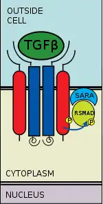 Type I receptor phosphorylates R-SMAD