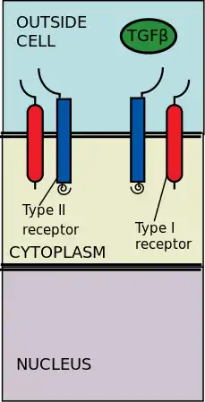 TGF Beta ligand binds to receptor