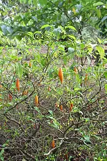 Tabernanthe iboga in flower and fruit.