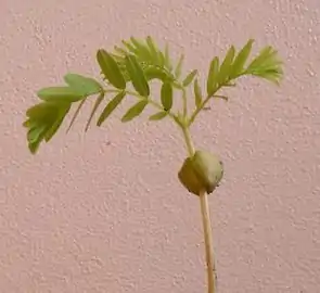 A tamarind seedling