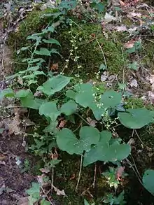 Plant of Dioscorea communis