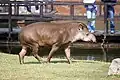 South American tapir