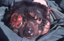 Large red tumours protrude from the face of a Tasmanian devil