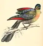 Illustration by Andrew Smith, showing crimson primaries