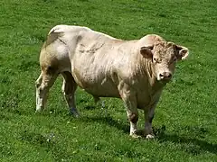 Bull in the Morvan