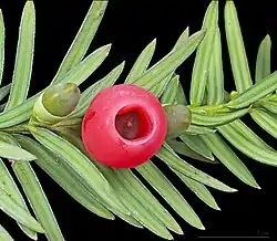 Taxaceae: the fleshy aril that surrounds each seed in the European Yew (Taxus baccata) is a highly modified seed cone scale