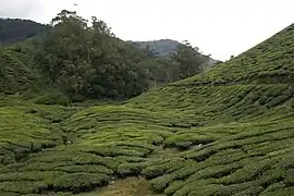 Cameron Highlands