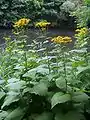 Telekia speciosa growing near to water.