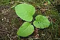 A young Telekia speciosa plant.