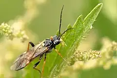 Tenthredopsis coquebertii