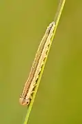 Larva