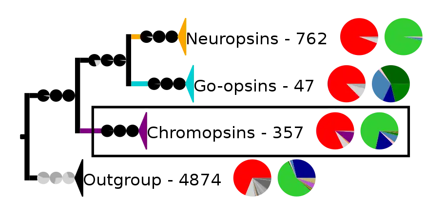 Most tetraopsins have also the retinal binding lysine except some of the chromopsins, which are highlighted by the frame and expanded in the next image. The outgroup contains other G protein-coupled receptors including the other opsins.