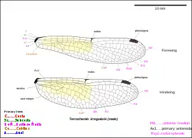 Illustration of Tetrathemis wings