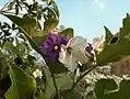 The flowers of the Thai eggplant