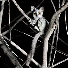 Gray bushbaby