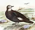 White-quilled rock pigeon (Cropped extract from The Birds of Australia, Gould 1848)